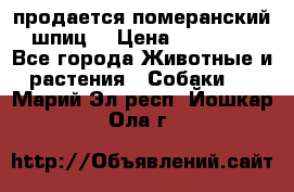 продается померанский шпиц  › Цена ­ 35 000 - Все города Животные и растения » Собаки   . Марий Эл респ.,Йошкар-Ола г.